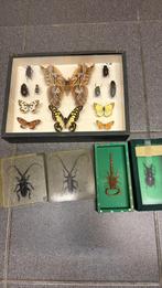 Papillons - insectes, Verzamelen, Dierenverzamelingen, Ophalen