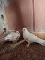 Krulveer sierduiven, Animaux & Accessoires, Oiseaux | Pigeons