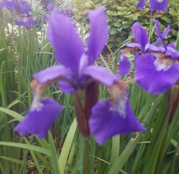 Iris bleus