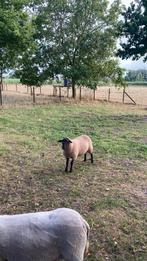 Ram en ooien te koop, Dieren en Toebehoren, Schapen, Geiten en Varkens