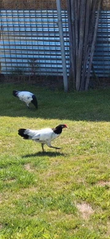Mooie jonge lakenvelder hanen 3 maanden oud beschikbaar voor biedingen