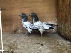 duiven, Dieren en Toebehoren, Meerdere dieren, Overige soorten