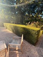 Taxus haag 13m recht + 23m cirkel, Tuin en Terras, Ophalen, Zo goed als nieuw