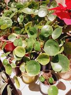 pannenkoekenplant of Pilea Peperomioides, Maison & Meubles, Plantes d'intérieur, Ombre partielle, En pot, Plante verte, Enlèvement