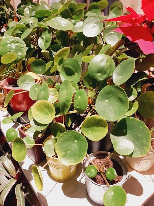 pannenkoekenplant of Pilea Peperomioides, Maison & Meubles, Plantes d'intérieur, Moins de 100 cm, Plante verte, Ombre partielle