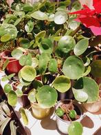 pannenkoekenplant of Pilea Peperomioides, Ophalen, Halfschaduw, In pot, Minder dan 100 cm