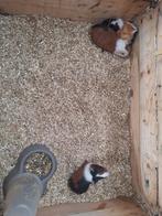 3 beertjes: Geboren eind augustus en begin september, Mannelijk, Cavia