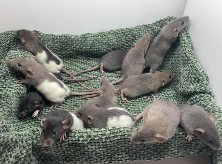 Standaard ratjes dumbo beschikbaar voor reservatie, Dieren en Toebehoren, Knaagdieren, Meerdere dieren, Rat, Oktober, Tam