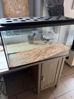 Te koop Terrarium 50e, Ophalen, Zo goed als nieuw