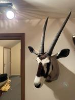 TAXIDERMIE : Zeer mooi opgezette GEMSBOK/ORYX, Enlèvement, Utilisé