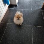 Dwergkees pomeranian pomeriaan pup, Dieren en Toebehoren, België, Keeshond, Reu, CDV (hondenziekte)