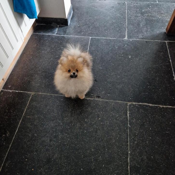 Dwergkees pomeranian pomeriaan pup, Dieren en Toebehoren, Honden | Poolhonden, Keeshonden en Oertypen, Reu, Keeshond, Fokker | Professioneel