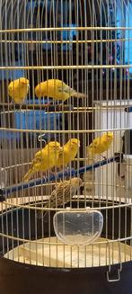 Kanarieman, Dieren en Toebehoren, Vogels | Kanaries