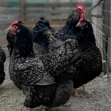 Broedeieren barnevelder., Dieren en Toebehoren, Pluimvee