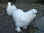 kippen : gratis zijdehoen haan, Mâle, Poule ou poulet
