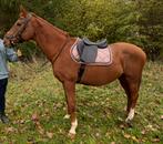 Ruin, Dieren en Toebehoren, Ruin