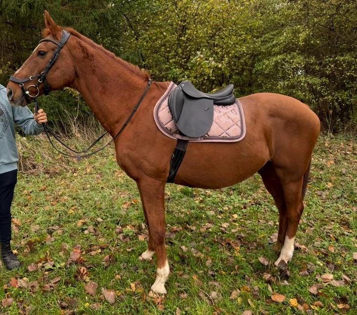 Ruin, Dieren en Toebehoren, Pony's, Ruin