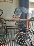 Grijze roodstaart, Dieren en Toebehoren, Vogels | Parkieten en Papegaaien, Papegaai, Geringd