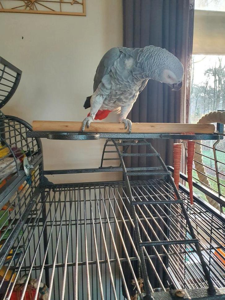 Grijze roodstaart, Dieren en Toebehoren, Vogels | Parkieten en Papegaaien, Papegaai, Tam, Geringd