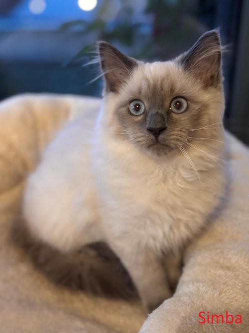 Super mooie Raszuivere Ragdoll Kittens, Dieren en Toebehoren, Katten en Kittens | Raskatten | Langhaar, Meerdere dieren, 0 tot 2 jaar