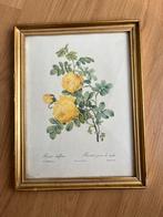 Rosier jaune de soufre P.J.Redoute, Ophalen, Minder dan 50 cm, Gebruikt, Oorspronkelijke maker