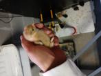 Cochin bobtail kuikens, Dieren en Toebehoren