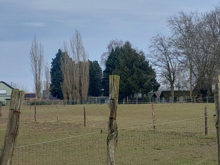 Onderhoud van weide's en graslanden., Dieren en Toebehoren, Stalling en Weidegang, Opfok, Stalling, Weidegang, Accessoires, 4 paarden of pony's of meer