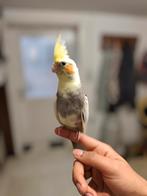 Zeer tamme valkparkiet – prijs bespreekbaar, Dieren en Toebehoren, Vogels | Parkieten en Papegaaien, Meerdere dieren, Parkiet
