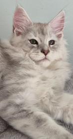 Maine Coon-kittens geboren in Brussel, Dieren en Toebehoren, Kater, Gechipt, 0 tot 2 jaar