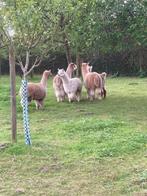 Alpaca’s, Dieren en Toebehoren, Overige Dieren