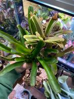 Bromelia’s en planten, Ophalen of Verzenden, Nieuw, Tak, Plant, Rots of Steen