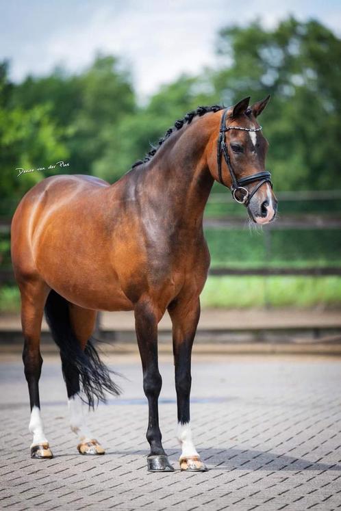 Prachtige dressuur pony te koop, Dieren en Toebehoren, Pony's, Ruin, Z, D pony (1.37m tot 1.48m), Dressuurpony, 11 jaar of ouder
