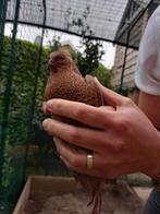 Japanse kwartel haan, Dieren en Toebehoren