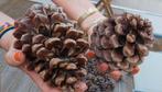 NATUURLIJKE DENNENAPPELS XXL, Ophalen of Verzenden, Nieuw