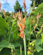 Canna Tuerckheimii, Volle zon, Vaste plant, Zomer, Ophalen
