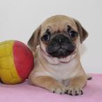 Mopshond pups (Belgisch) te koop, België, CDV (hondenziekte), 8 tot 15 weken, Meerdere