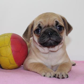 Mopshond pups (Belgisch) te koop beschikbaar voor biedingen