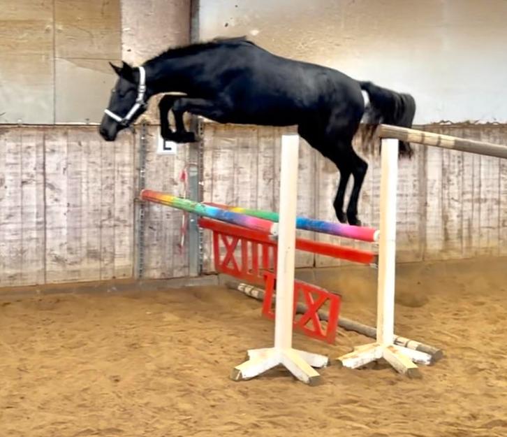 Mooie 2 jarige springmerrie, Dieren en Toebehoren, Paarden, M