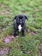 Beaux chiots croisés carlin/chihuahua, Animaux & Accessoires, Chiens | Sans pedigree, Petit, Plusieurs, Parvovirose, Belgique