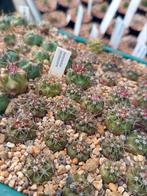 Ferocactus cactus, Tuin en Terras, Ophalen of Verzenden