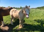 Prachtige perlino tinker jaarling, Dieren en Toebehoren, Niet van toepassing, 0 tot 2 jaar, Hengst, Gechipt