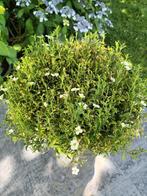 Arenaria Montana, Ophalen, Halfschaduw