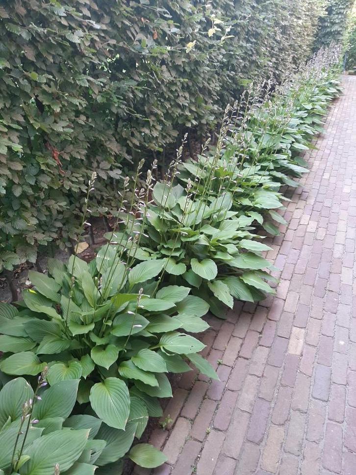 Hosta tuinplanten, Tuin en Terras, Planten | Tuinplanten, Ophalen