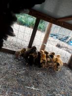 Jonge loopeenden, Dieren en Toebehoren, Pluimvee