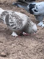 Takla duiven, Dieren en Toebehoren