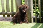 Prachtige medium Labradoodle pups (chocolade en zwart), Dieren en Toebehoren, België, Overige rassen, CDV (hondenziekte), 8 tot 15 weken