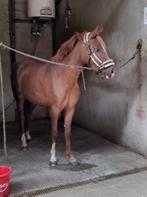 Ruiter gezocht, Dieren en Toebehoren, Paarden