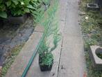 thuja plicata atrovirens, Tuin en Terras, Planten | Struiken en Hagen, Ophalen, Conifeer, Haag, 100 tot 250 cm