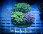 Euphyllia parancora garden 5 koppen, Animaux & Accessoires, Poissons | Aquariums & Accessoires, Enlèvement, Comme neuf