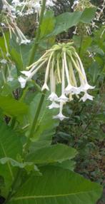 Witte siertabak zaden, Ophalen of Verzenden